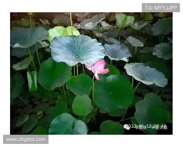光影流转，芳华永存——花与电影的浪漫絮语