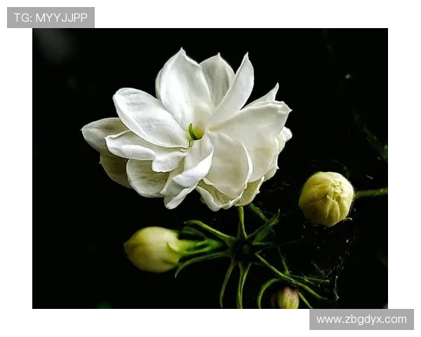 我也是花儿：绽放于生活长河中的独特芬芳